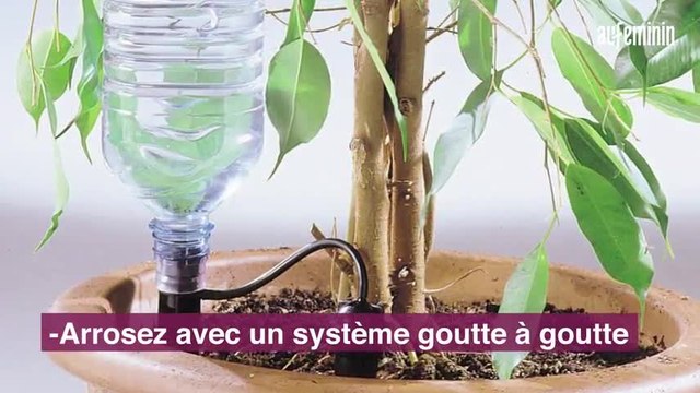Comment entretenir ses plantes pendant les vacances