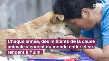 Le festival (de l'horreur) de la viande de chien...