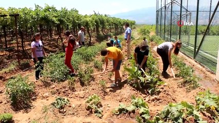 Okul bahçesinde sebze yetiştirip okula gelir sağlayacaklar