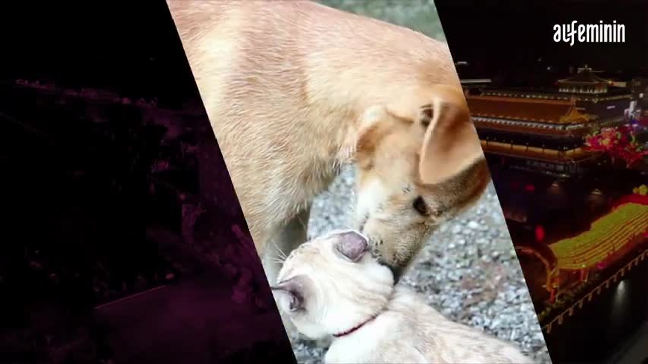 Les chiens et les chats enfin décrétés