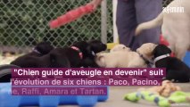 Disney   dévoile comment sont éduqués les chiens guides