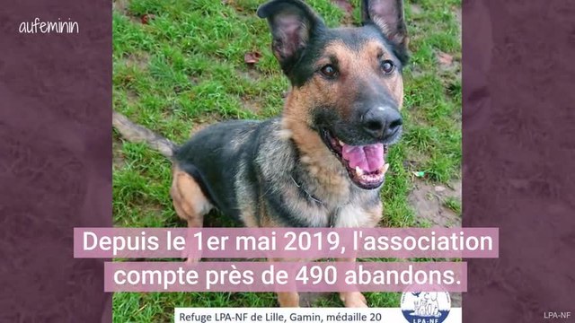 Chats dans des sacs poubelles, chiens accrochés aux grilles du refuge : le cri d'alarme de la LPA du Nord