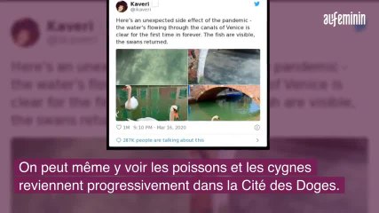 Quand la nature reprend ses droits avec le coronavirus