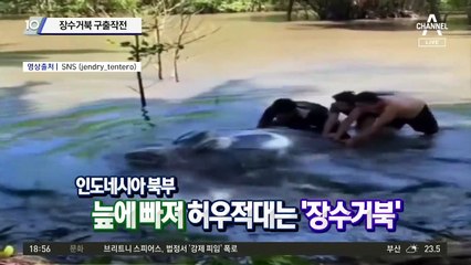 바다로 바다로…장수거북 구출 작전