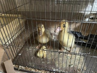 'Hayvan üretimevi'ne baskın; 21 hayvana el koyuldu