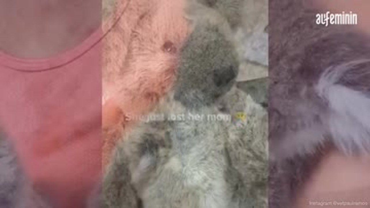 ORPHELIN DE MÈRE, UN KOALA SE PREND D'AFFECTION POUR UN OURS EN PELUCHE