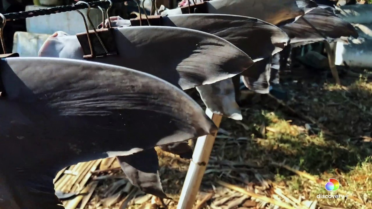 Eli Roth's FIN - Trailer - Shark Documentary - video Dailymotion