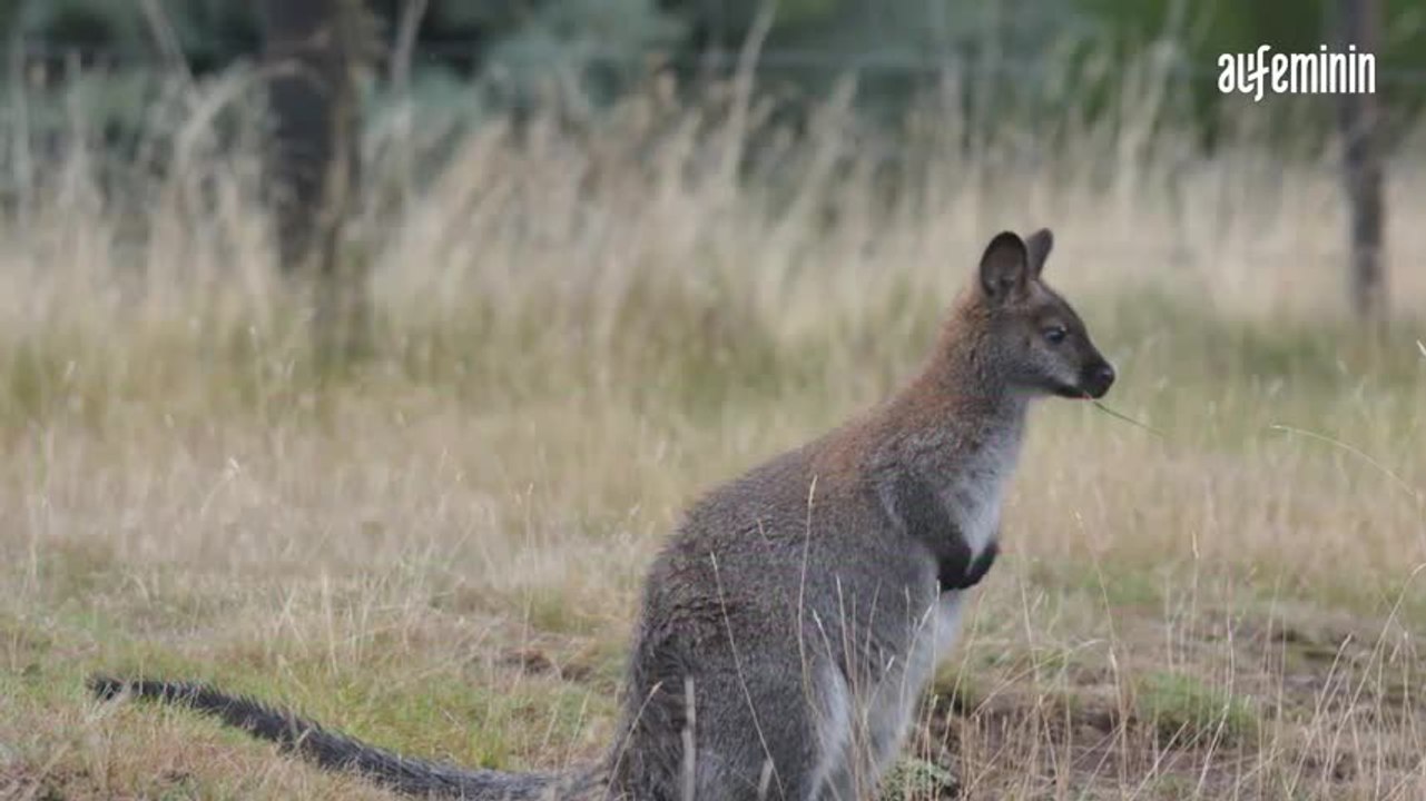 Australie : des avions larguent des légumes pour nourrir les wallabies