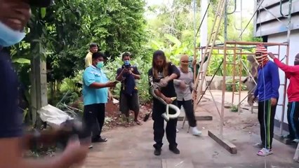 อ่างทอง ฮือฮาต่อนั่งร้านให้เจ้าหน้าที่กู้ภัยจับงูเหลือมบนที่สูงกว่า8เมตร