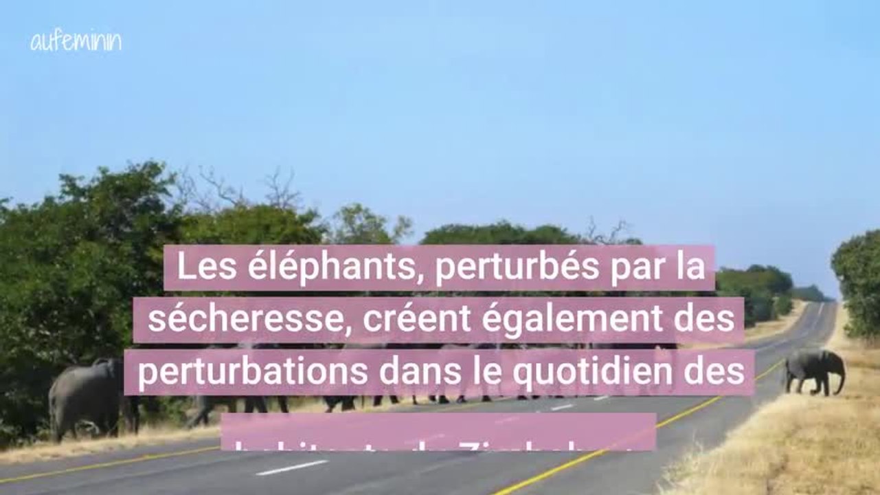 En un mois, plus de 50 éléphants sont morts à cause de la sécheresse au Zimbabwe