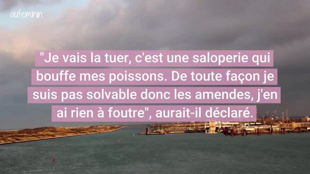 Un pêcheur frappe une femelle phoque à coups de pied