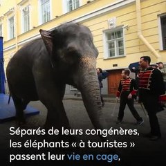 La réalité derrière un cliché de touristes à dos d'éléphant
