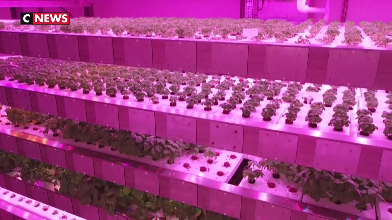 Jungle : la ferme verticale à herbes aromatiques