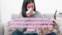 Un vaccin pour stopper l'allergie aux chats