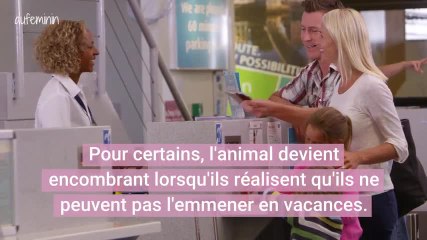 La SPA a recueilli plus de 8000 animaux depuis le début de l'été