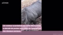 Des tags retrouvés sur le dos d'un rhinocéros au zoo de la Palmyre