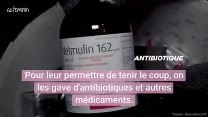 L214 LAPIN V2