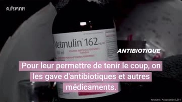 L214 dénonce l'élevage intensif de lapins
