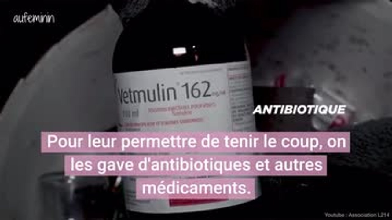 L214 dénonce l'élevage intensif de lapins