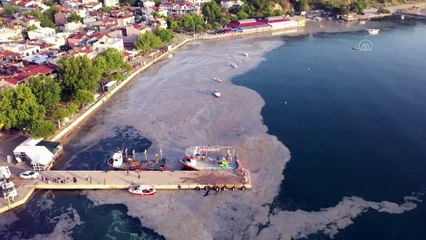 BALIKESİR - Müsilaj kaplı denizde bir tarafta temizlik çalışması yürütülürken diğer yanda çocuklar yüzüyor