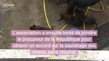 Vaucluse : Deux malinois et leurs sept chiots sauvés grâce aux réseaux sociaux