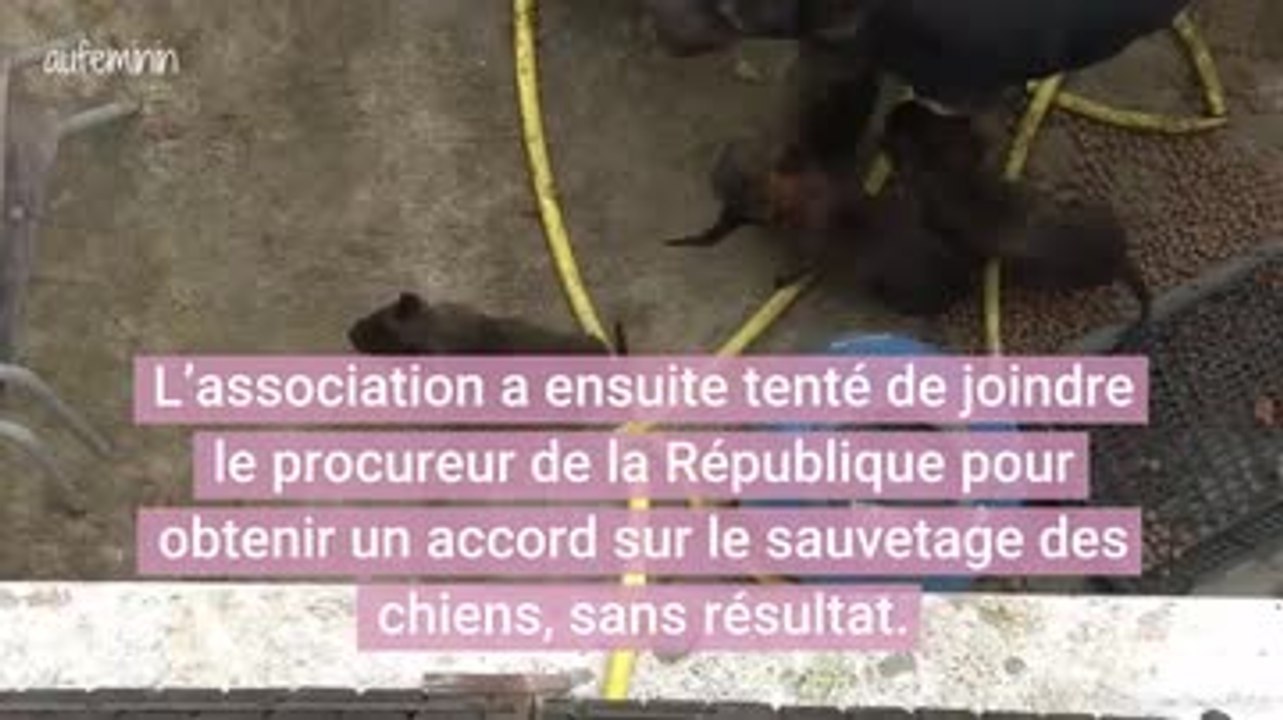 Vaucluse : Deux malinois et leurs sept chiots sauvés grâce aux réseaux sociaux