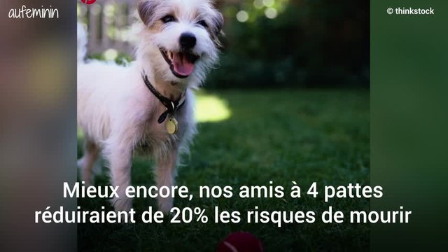 Pour vivre plus longtemps, adopter un chien serait une très bonne idée !