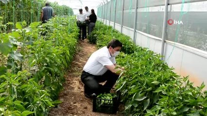 Atıl araziye kurdukları sera gelir kapısı oldu