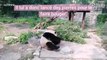 En Chine, un touriste lance des pierres sur un panda pour le réveiller