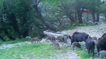 SPİL'DEKİ YABAN HAYATI FOTOKAPANLARLA GÖRÜNTÜLENDİ