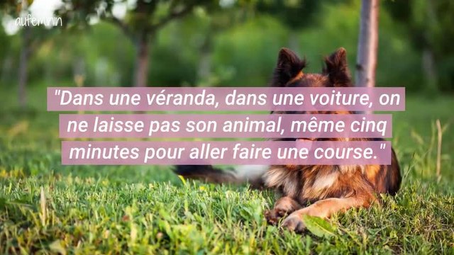 Canicule : un chien meurt après avoir été enfermé dans une véranda