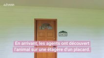 Un ours entre dans une maison pour faire une sieste