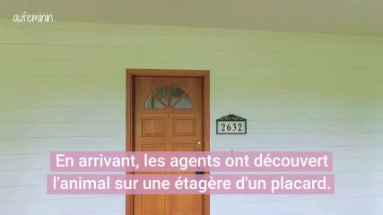 Un ours entre dans une maison pour faire une sieste