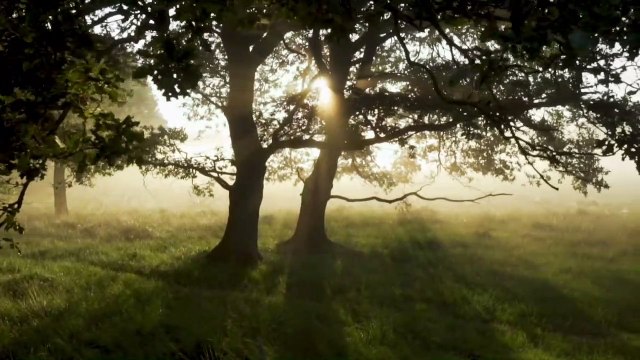 Relaxing Music For Strees Relief