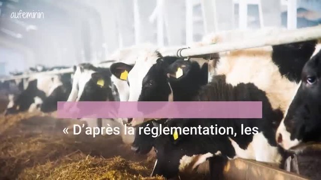 Les vaches à hublots , les conditions d'élevage atroces dénoncées par l'association L214