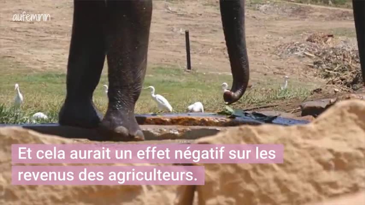 Le Botswana lève l'interdiction de la chasse aux éléphants