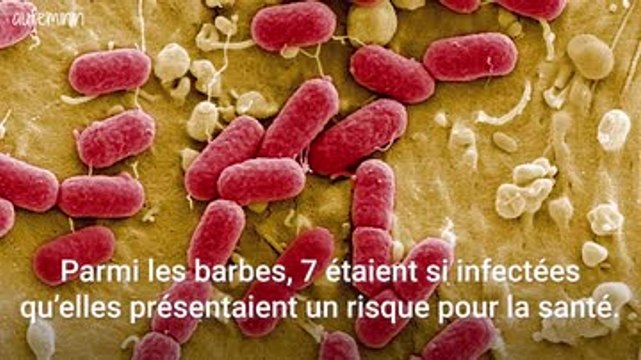 Les chiens seraient plus propres que les hommes barbus