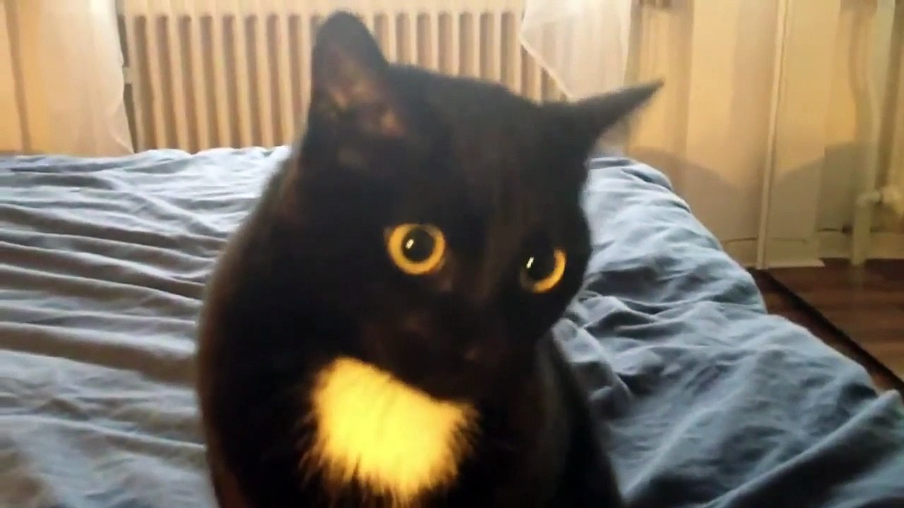 Crazy Cat attacks 2014