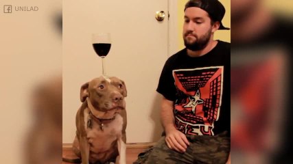 FR_170728-02-dog-balances-wine-on-its-head-bigsc