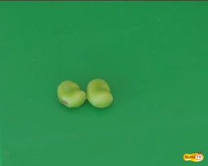 préparer des fèves fraiches