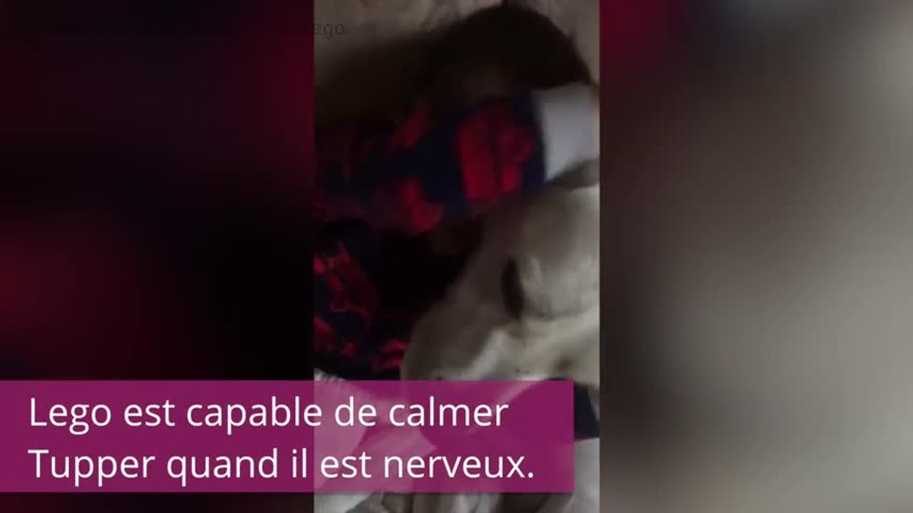 Ce petit garçon autiste ne peut plus se passer de son chien