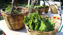 TEKİRDAĞ - 'Yapıncak yaprağı' adına hasat şenliği düzenlendi