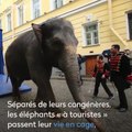 La réalité derrière les clichés de touristes sur le dos d'éléphants