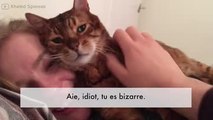 Ce chat s'endort sur le visage de sa maîtresse... Confortable !