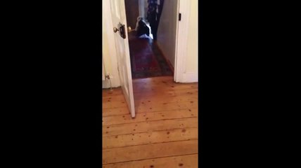 Un chien pressé de partir en balade