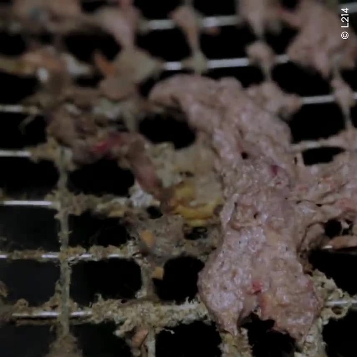 Voici ce qui se cache derrière le commerce de la fourrure de vison