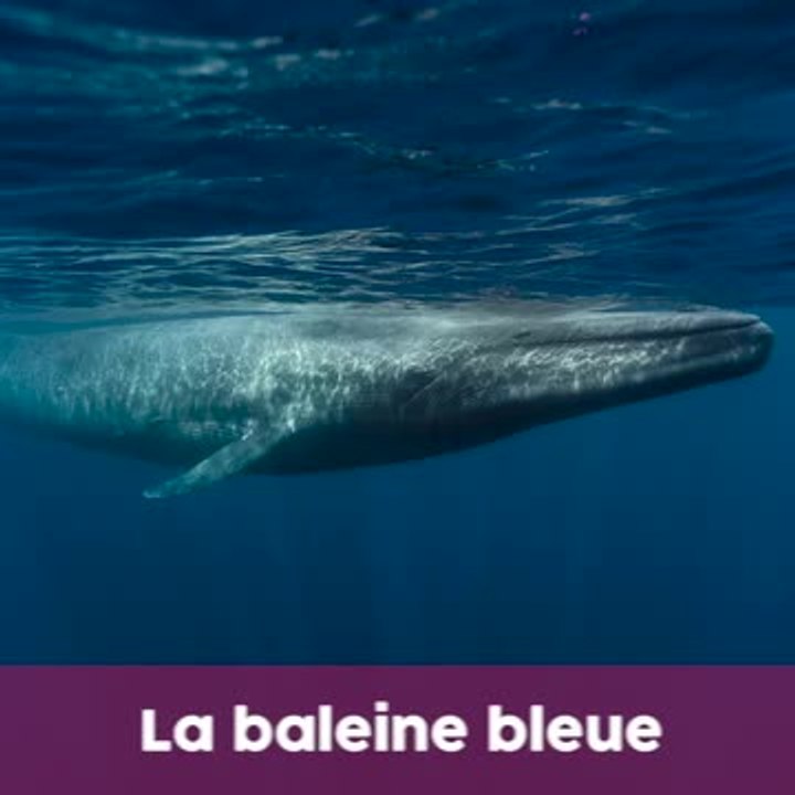 Extinction animale : l'heure est grave !
