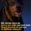 Ce chien a sauvé toute une famille !