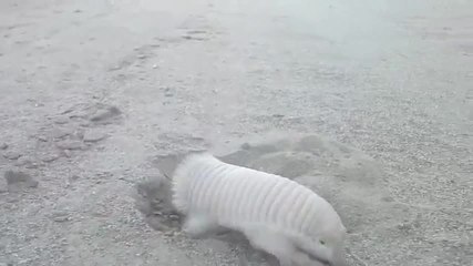 Une drôle de créature filmée en argentine