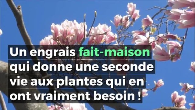 Voici une technique qui rend vie aux plantes et aux fleurs fanées
